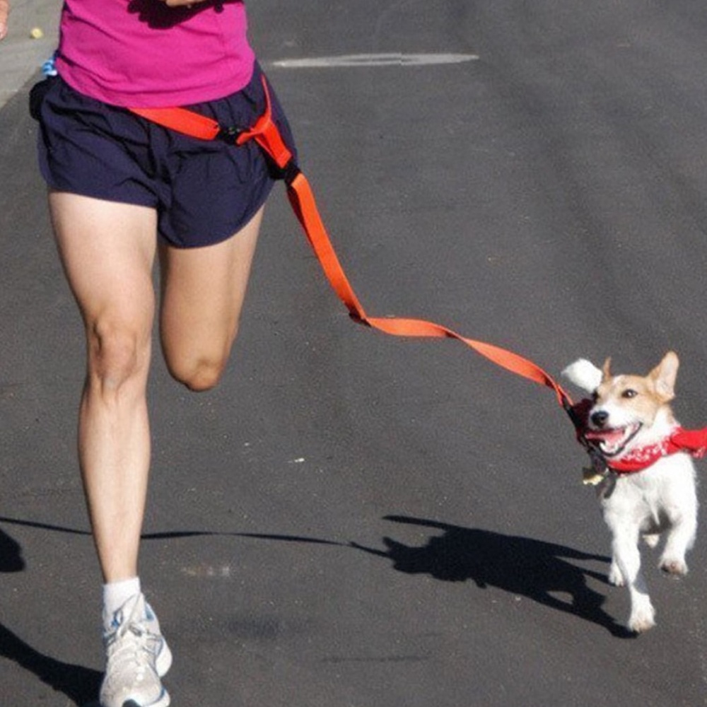Hands Free Waist Dog Leash
